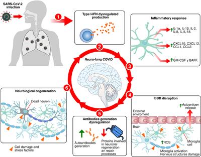 The relationship between chronic immune response and neurodegenerative damage in long COVID-19